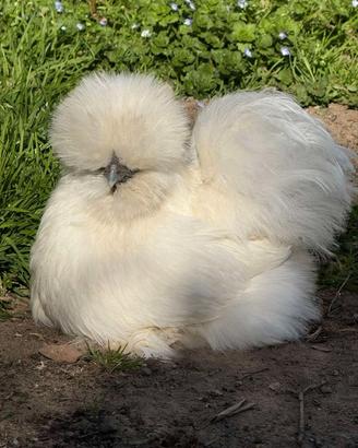 Pulcini Moroseta Silkie linea americana