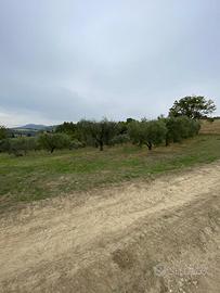 Uliveto a Lugnano in Teverina