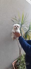 Cuccioli di maltese mini Toy