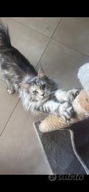 Fidanzato per la mia Maine coon