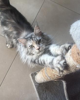 Fidanzato per la mia Maine coon