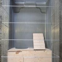 Gabbia porcellini d'india e conigli