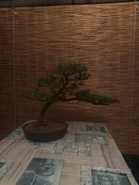 Bonsai ginepro itoigawa