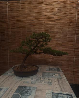 Bonsai ginepro itoigawa