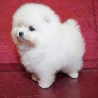 Cuccioli di volpino di Pomerania toy