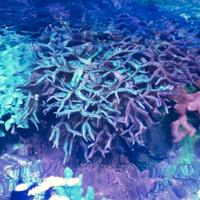 Corallo SPS Seriatopora hystrix