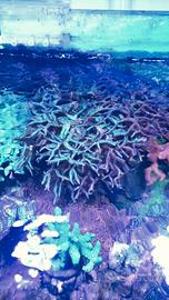 Corallo SPS Seriatopora hystrix