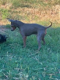 Pinscher Tedesco