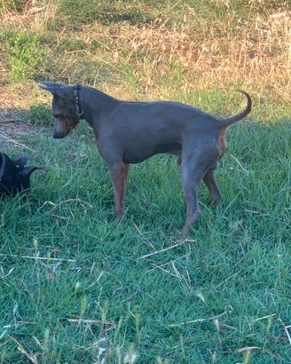 Pinscher Tedesco