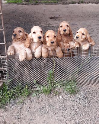 Cuccioli di cocker spaniel inglese