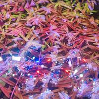 Rotala rotundifolia a Piombino