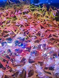 Rotala rotundifolia a Piombino