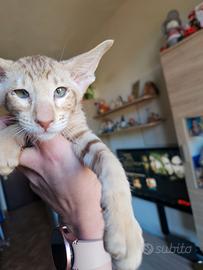 Gatto orientale
