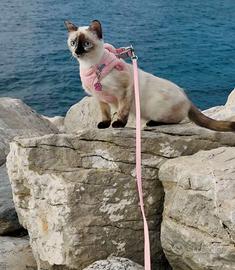 Splendida Gatta Siamese
