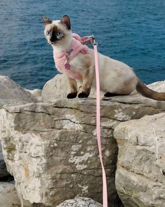 Splendida Gatta Siamese