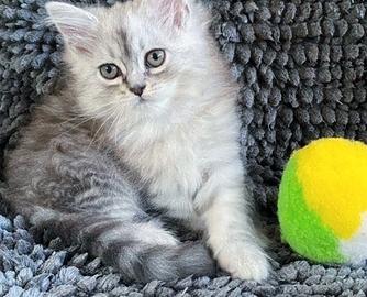Gattino di gatti persiani normotipici maschio