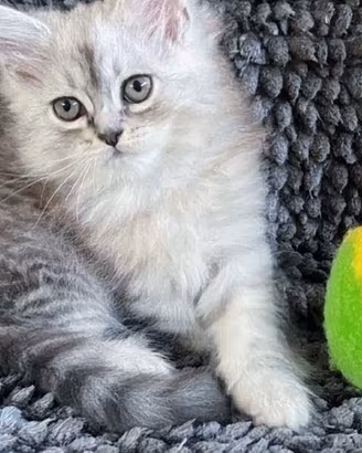 Gattino di gatti persiani normotipici maschio