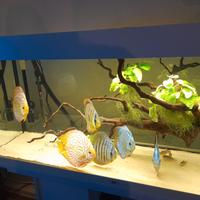 Acquario Juwel rio 240