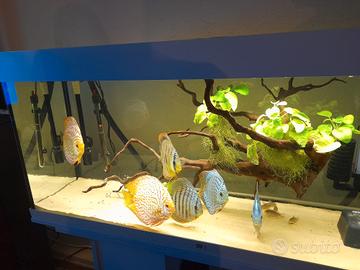 Acquario Juwel rio 240