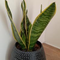 Pianta sansevieria con vaso