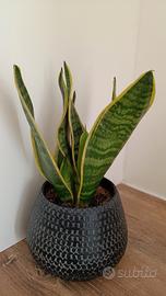 Pianta sansevieria con vaso