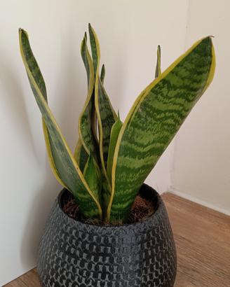 Pianta sansevieria con vaso
