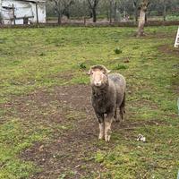 Montone razza sopravissana