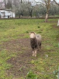 Montone razza sopravissana