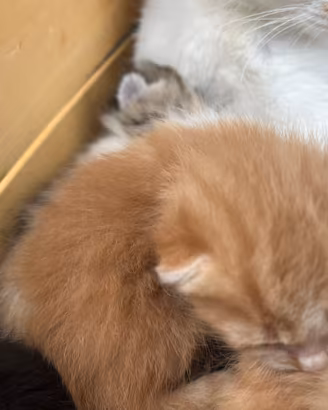 Gattini europei