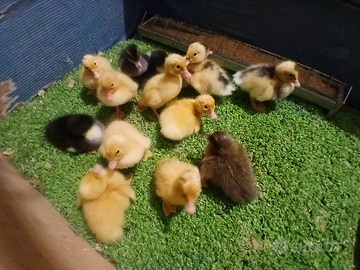 Anatroccoli di anatre pechine