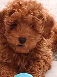 Ultimo cucciolo maschietto barboncino nano