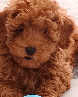 Ultimo cucciolo maschietto barboncino nano