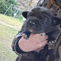 2 cuccioli maschi taglia medio grande