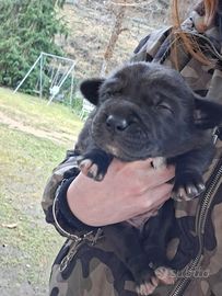 2 cuccioli maschi taglia medio grande