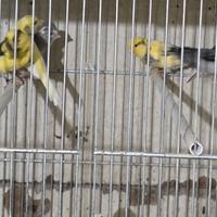 Canarini maschi in blocco