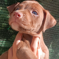 Cuccioli di pitbull blunose