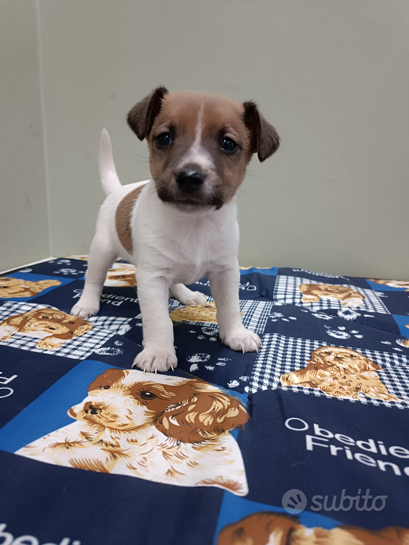 Jack Russell terrier Animali In vendita a Arezzo