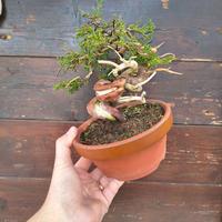 Bonsai di ginepro itoigawa  shohin