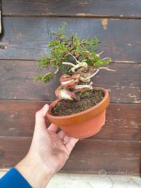 Bonsai di ginepro itoigawa  shohin
