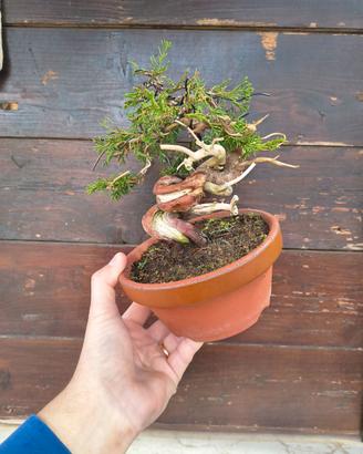 Bonsai di ginepro itoigawa  shohin
