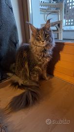 Maine coon