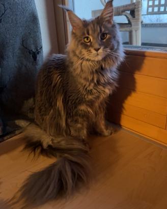 Maine coon