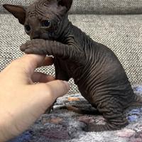 Sphynx