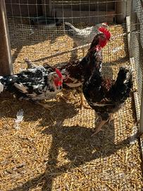 Galline