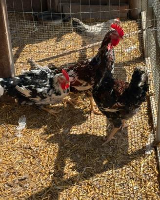 Galline