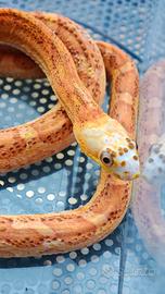 Serpenti del grano (pantherophis guttatus) morph
