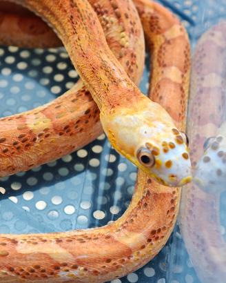 Serpenti del grano (pantherophis guttatus) morph