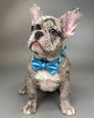 Rari Cuccioli Bouledogue Francese ESOTICI (Merle)
