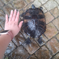 Rughetta tartaruga d'acqua ?