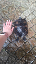 Rughetta tartaruga d'acqua ?